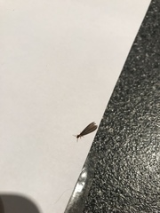 Stolotermes ruficeps