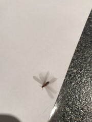 Stolotermes ruficeps