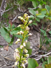 Orchis punctulata