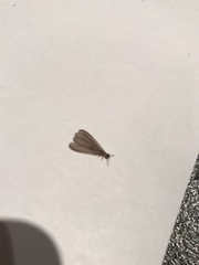 Stolotermes ruficeps