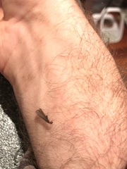 Stolotermes ruficeps