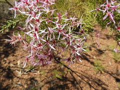 Calytrix exstipulata