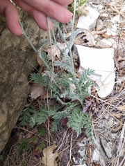 Tanacetum poteriifolium