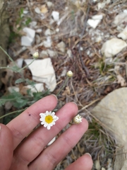 Tanacetum poteriifolium