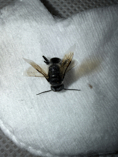 Astata, 2026-07-31