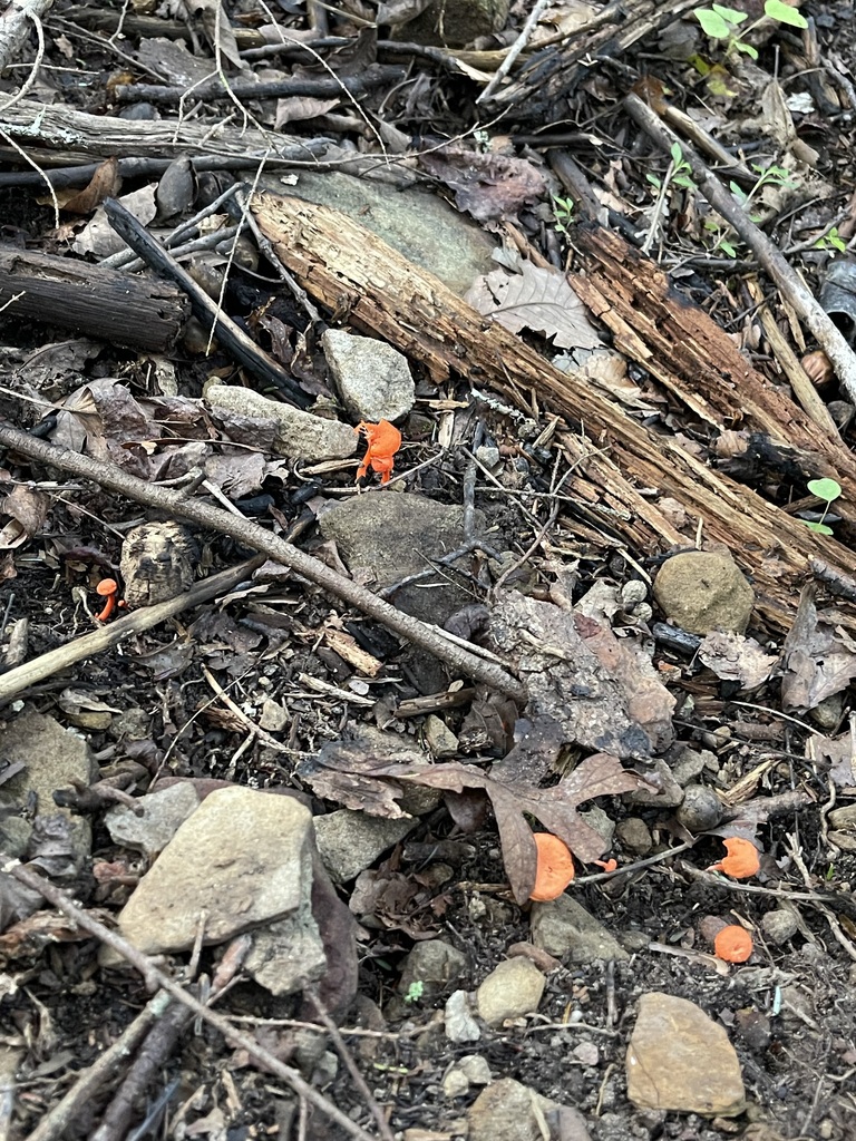 Several tiny red chanterelles scattered across rocky forest litter