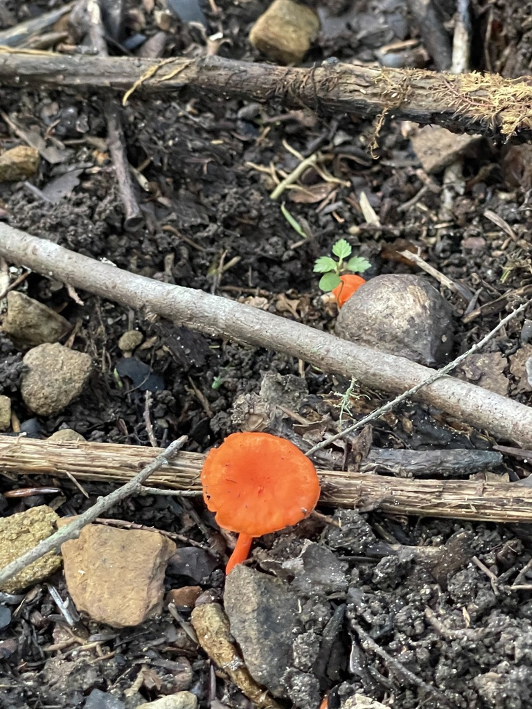 Overhead view of a single round red chanterelle cap among stones and twigs
