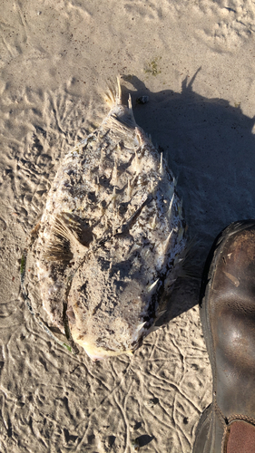 Deepwater Burrfish