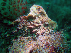 Aploactisoma milesii