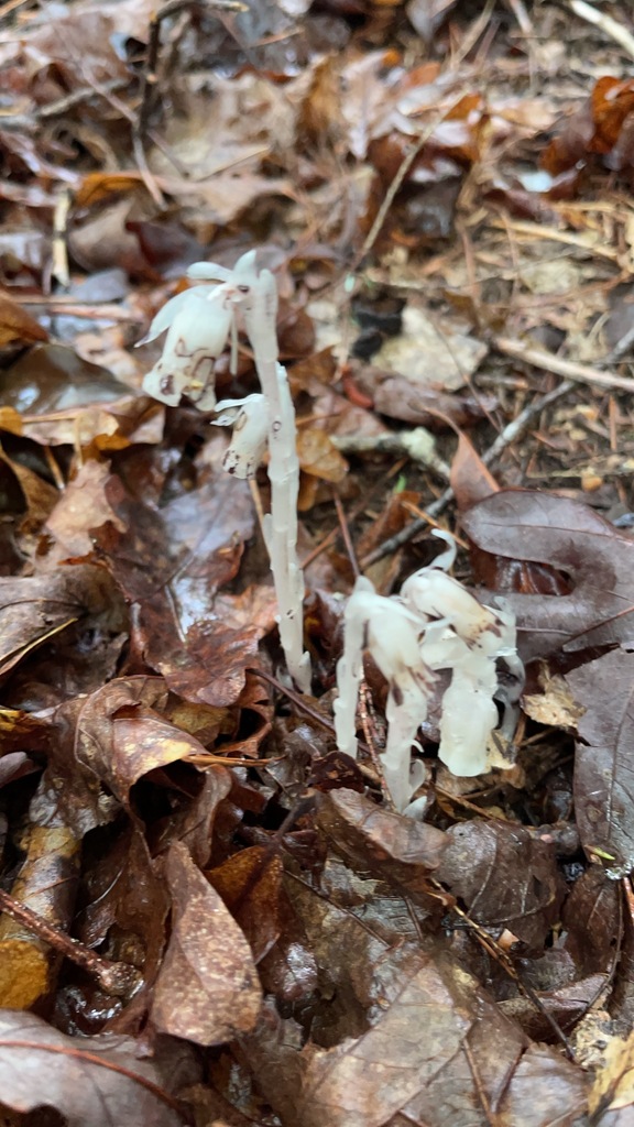 Closer vertical view of ghost pipe stems and curved flower heads