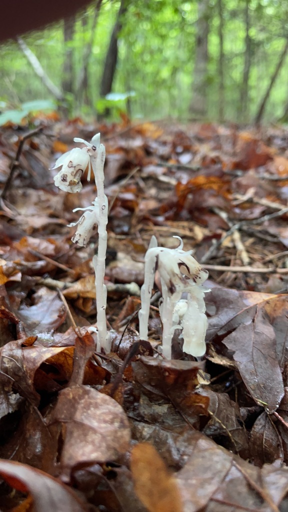 Low view of ghost pipe flowers against the damp forest behind them