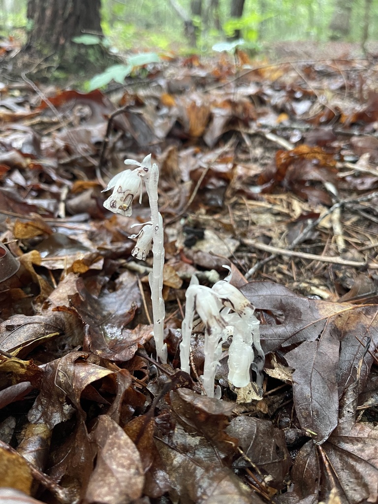 A cluster of pale ghost pipe plants rising through brown forest leaf litter