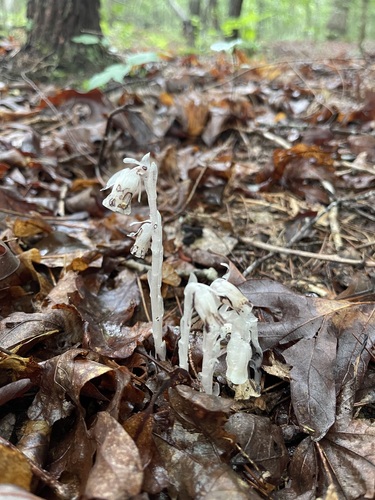Wax-white Ghost Pipes bending above rain-dark copper leaves on the forest floor