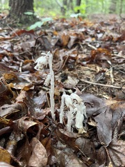 Ivory-white Ghost Pipe stems rising through wet leaf litter
