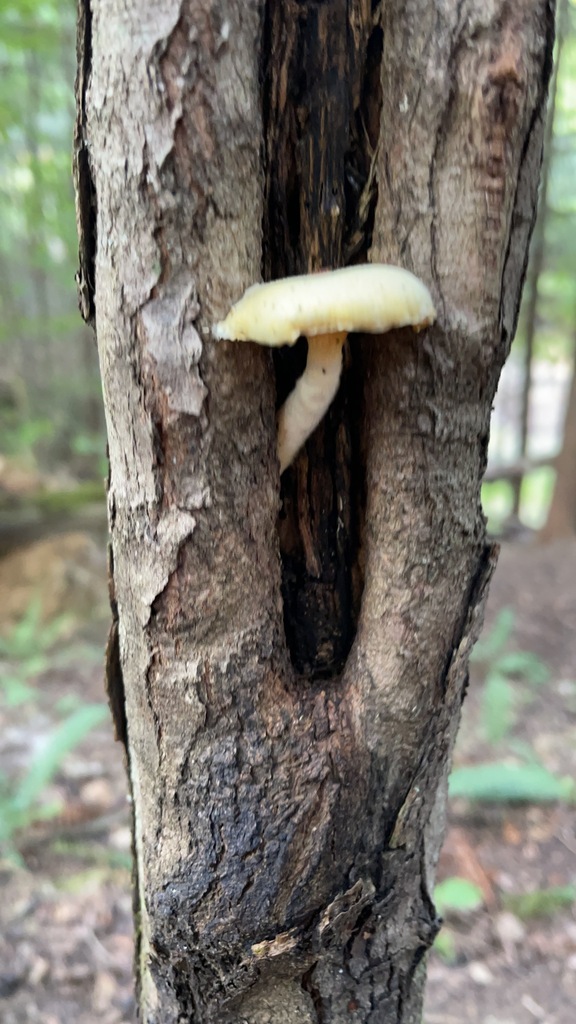 Lynx Paw Oyster mushroom emerging from a hardwood cavity