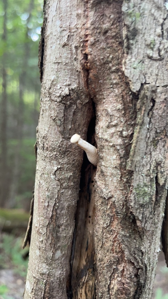 Side view of a young lynx paw oyster emerging from the narrow hardwood cavity