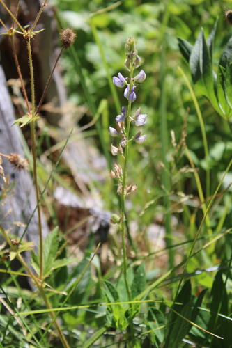 iNaturalist observation photo of lupines