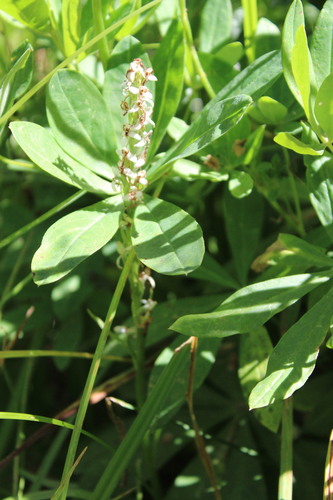 iNaturalist observation photo of white bog orchid