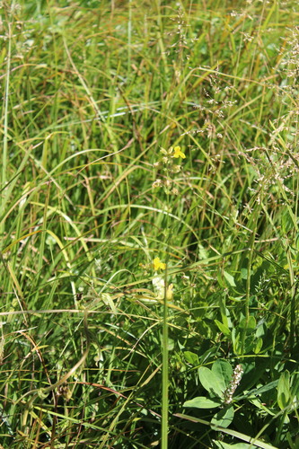 iNaturalist observation photo of seep monkeyflower