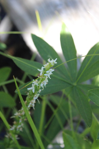 iNaturalist observation photo of white bog orchid