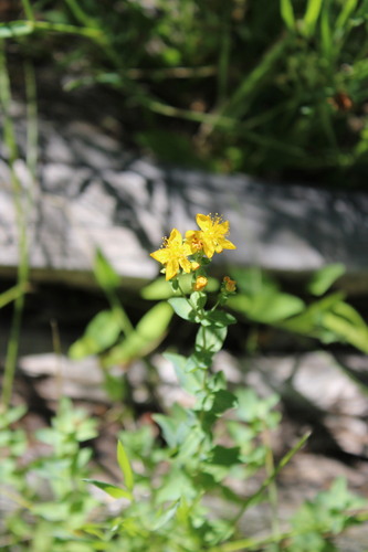 iNaturalist observation photo of Scouler's St. John's wort