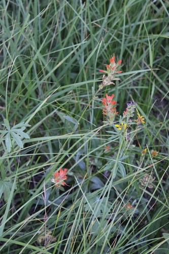 iNaturalist observation photo of giant red paintbrush