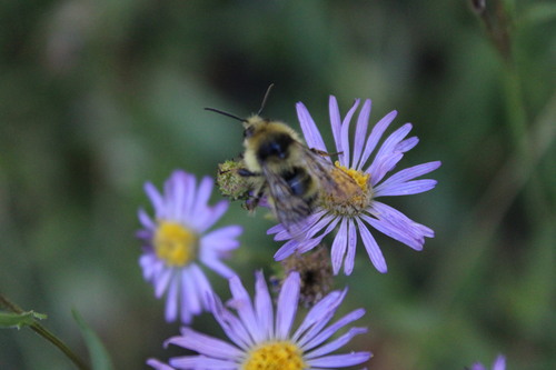iNaturalist observation photo of Yellowish Cuckoo Bumble bee
