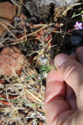 iNaturalist observation photo of slender phlox