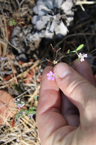 iNaturalist observation photo of Bridges' pincushionplant