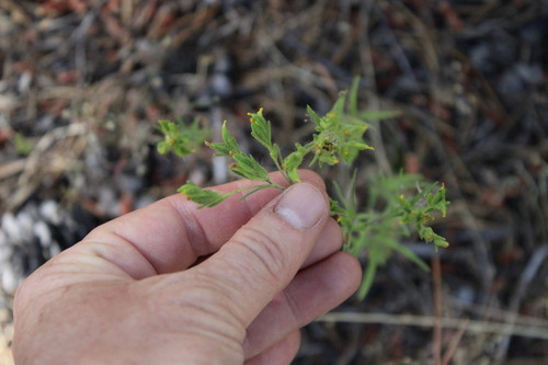 iNaturalist observation photo of mountain tarweed