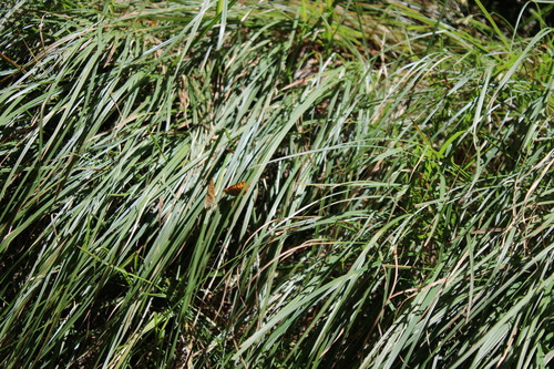 iNaturalist observation photo of Nebraska sedge