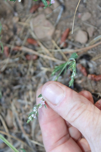 iNaturalist observation photo of Milkwort Knotweed