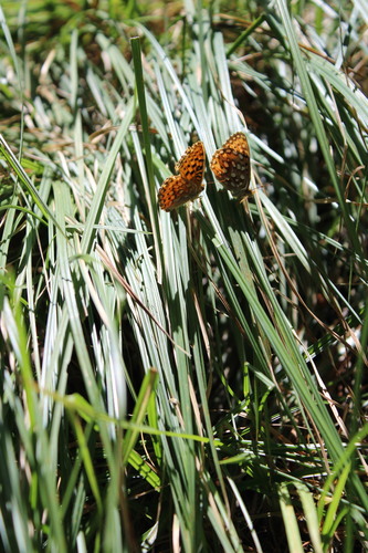 iNaturalist observation photo of Great Basin Fritillary