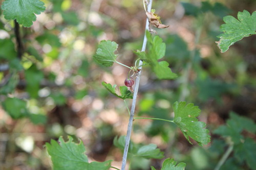 iNaturalist observation photo of white-stemmed gooseberry