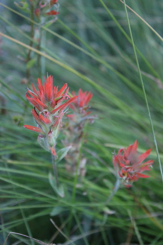 iNaturalist observation photo of giant red paintbrush