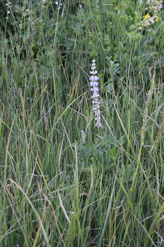 iNaturalist observation photo of Broadleaf Lupine