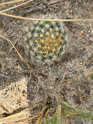 Mountain Ball Cactus