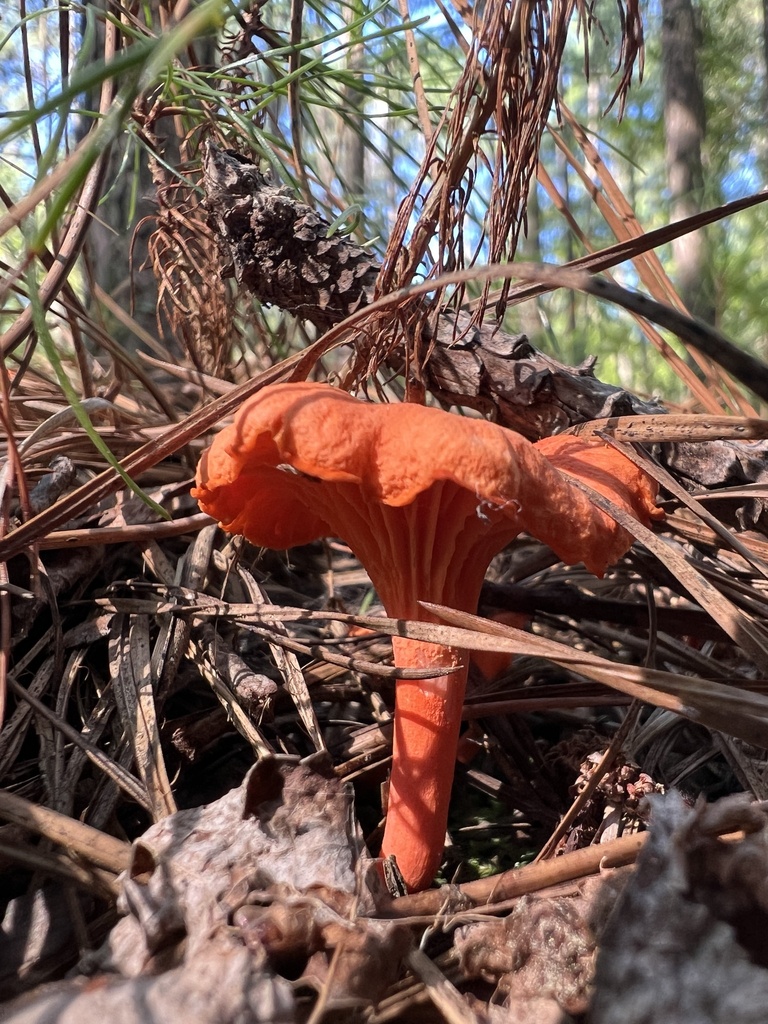 Red Chanterelle · July 2026 · photo: Photo: (c) Anne Parker, some rights reserved (CC BY) · iNaturalist