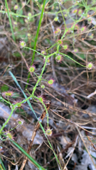 Drosera pallida