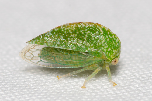 Cyrtolobus dixianus photo 3