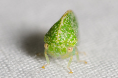 Smiliini