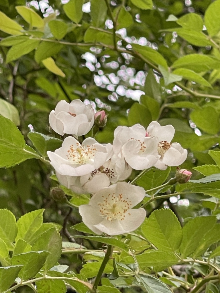 Cluster of pale Multiflora Rose blossoms with yellow stamens