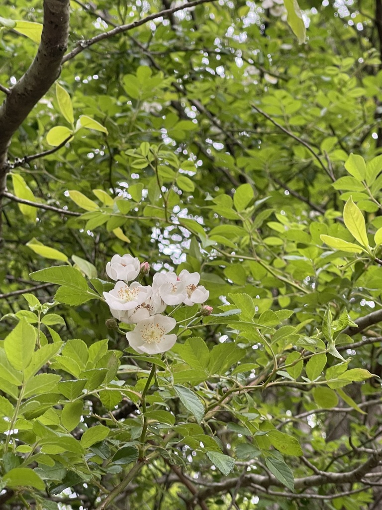 Wider view of Multiflora Rose's arching leafy growth