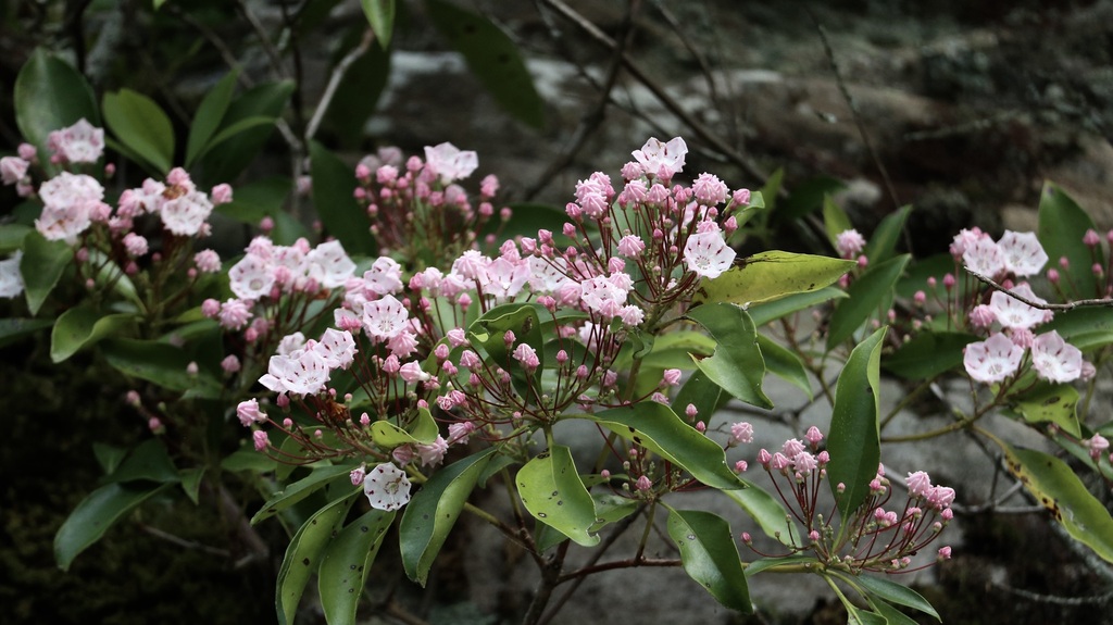 Cluster of pale Mountain Laurel flowers with patterned pink centers