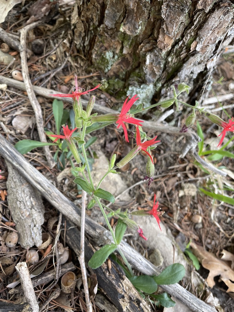 Scarlet Fire Pink flowers above a rocky woodland floor