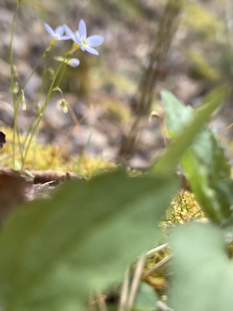 Low view across delicate Azure Bluet flowers