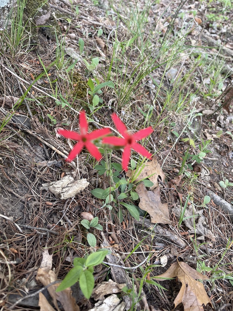 Closer view of scarlet Fire Pink flowers and deeply notched petals