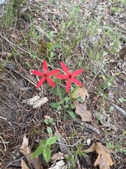 Silene virginica, photograph (c) Rachel Stepek, some rights reserved (CC BY)