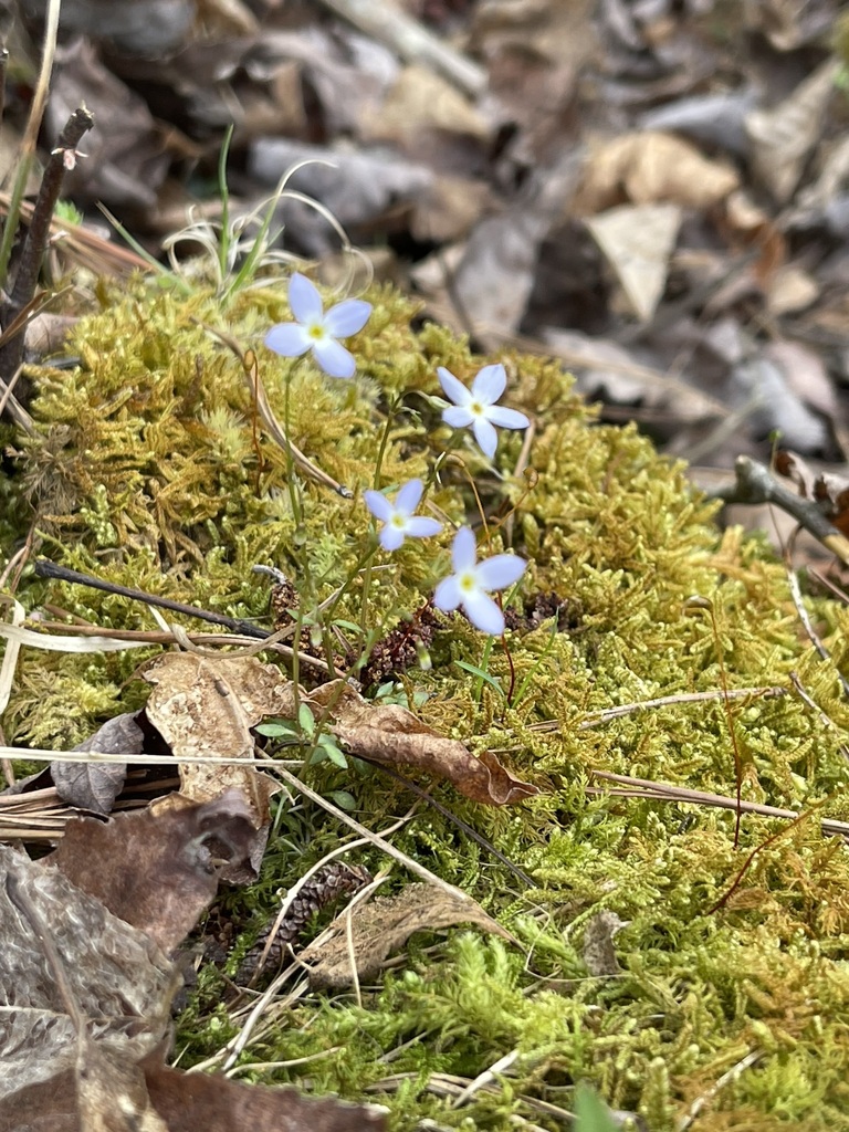 Tiny pale-blue Azure Bluet flowers rising from bright moss