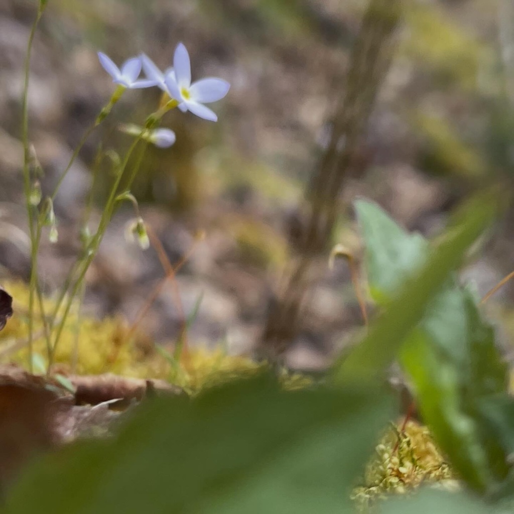 Close square view of Azure Bluet flowers and yellow centers